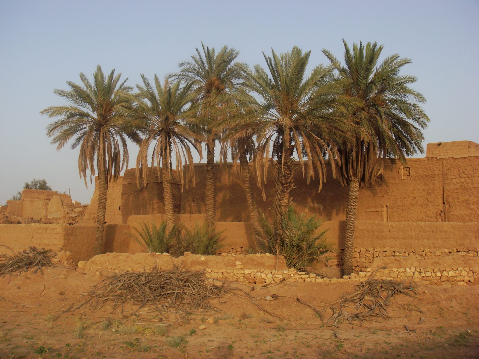 نخيل المجمعة